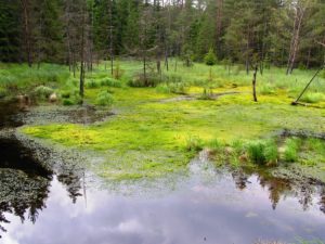 Přírodní park Smrčiny - mokřady